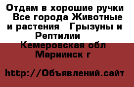 Отдам в хорошие ручки - Все города Животные и растения » Грызуны и Рептилии   . Кемеровская обл.,Мариинск г.